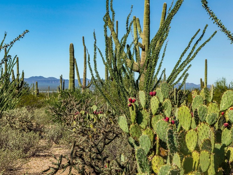 Saguaro National Park, Tucson, Arizona