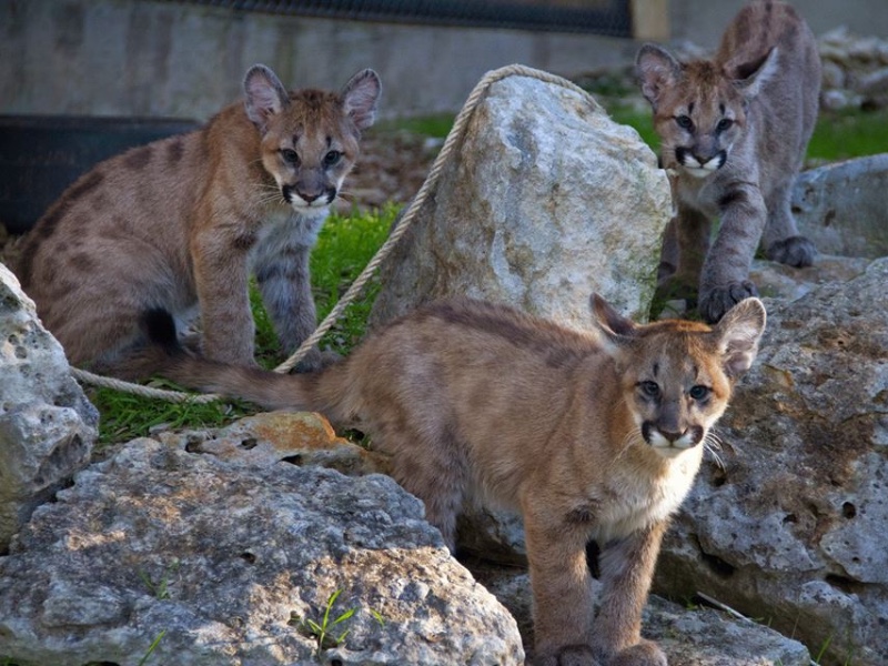 Austin Zoo, Austin

