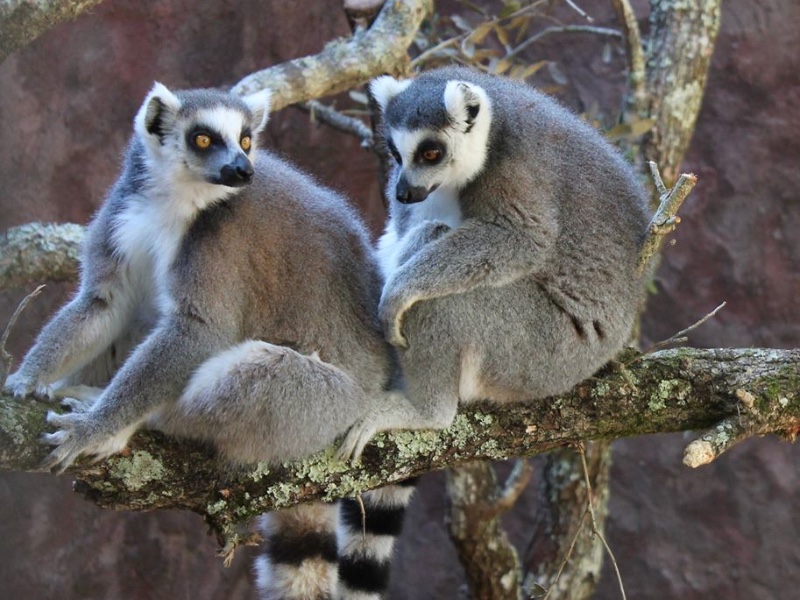 Central Florida Zoo, Sanford