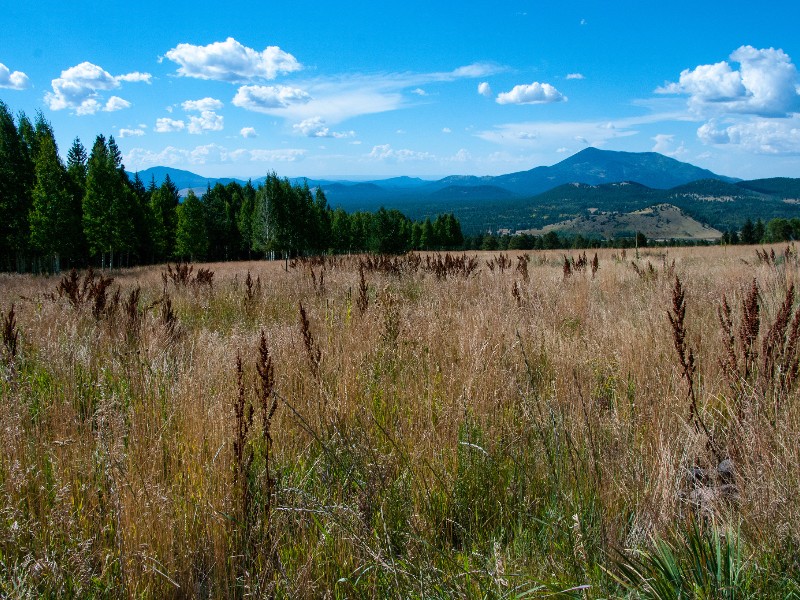 Aspen Loop Trail No. 73 Hike