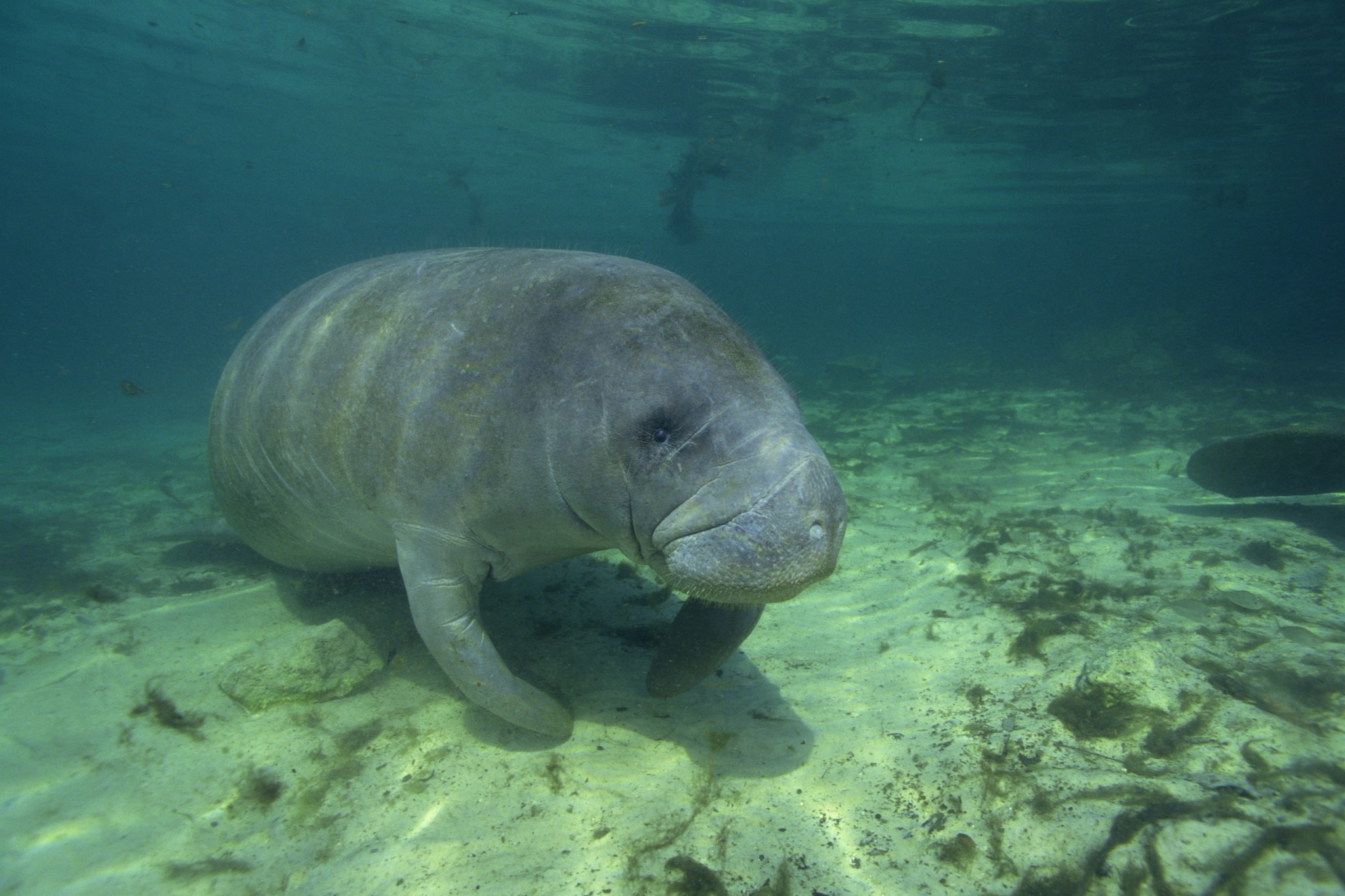 Manatee Observation & Education Center