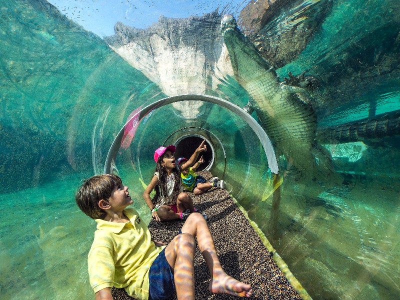 Crawl-through crocodile tunnel