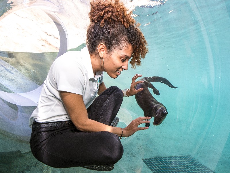 River Otter slide exhibit