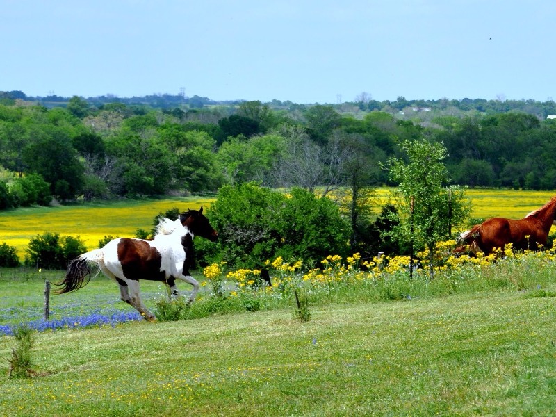 Texas Ranch Life