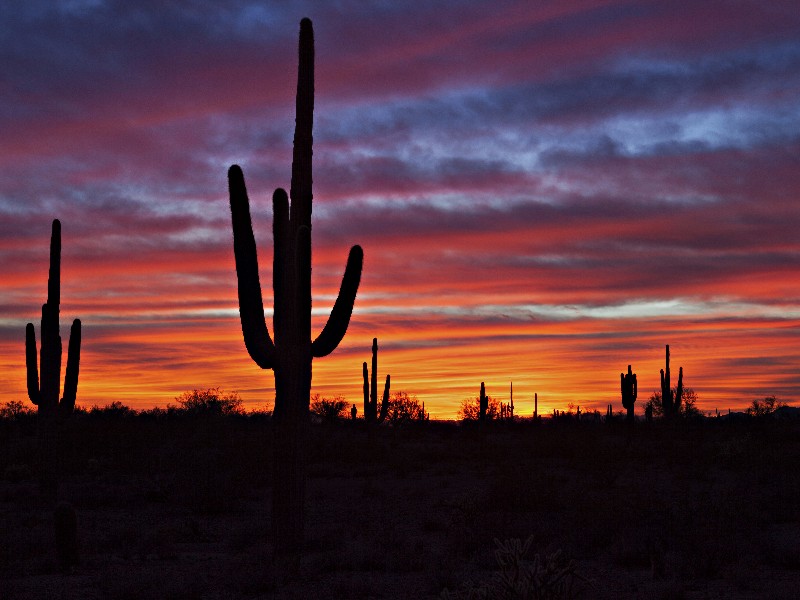 Saguaro National Park sunset