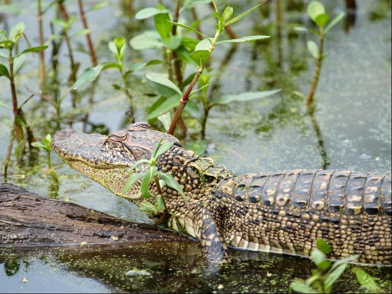 Brazos Bend State Park