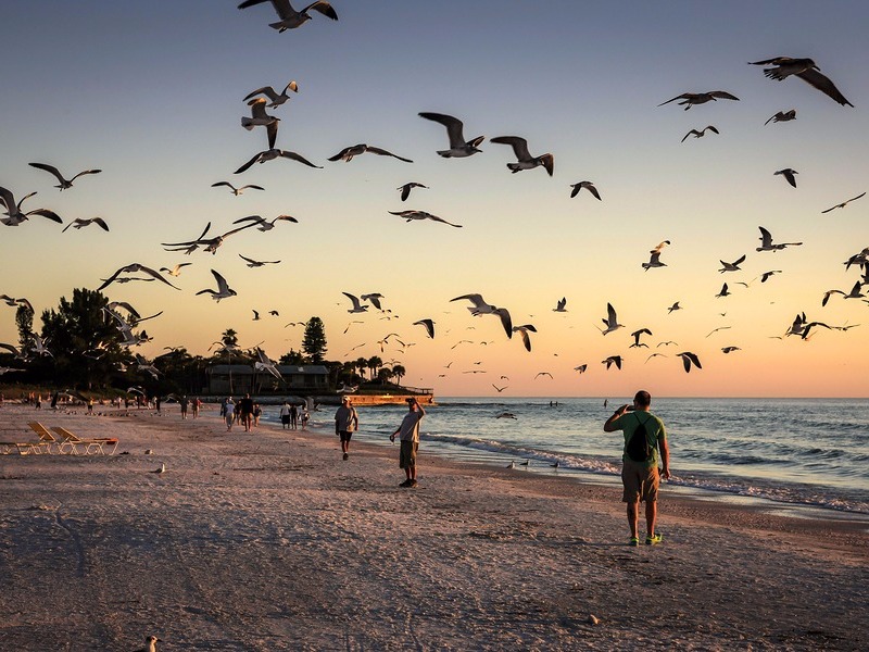 Seagulls flock to the shoreline at Siesta Key 