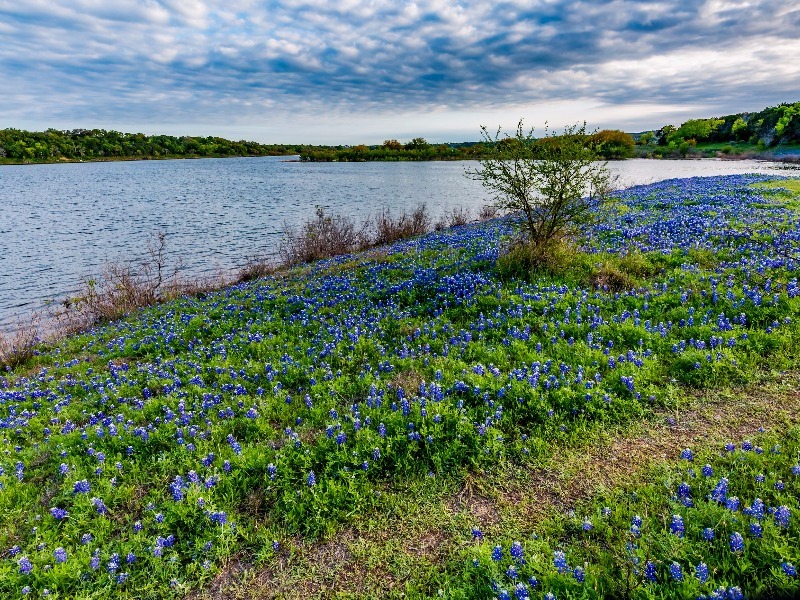 Texas bluebonnets at Lake Travis