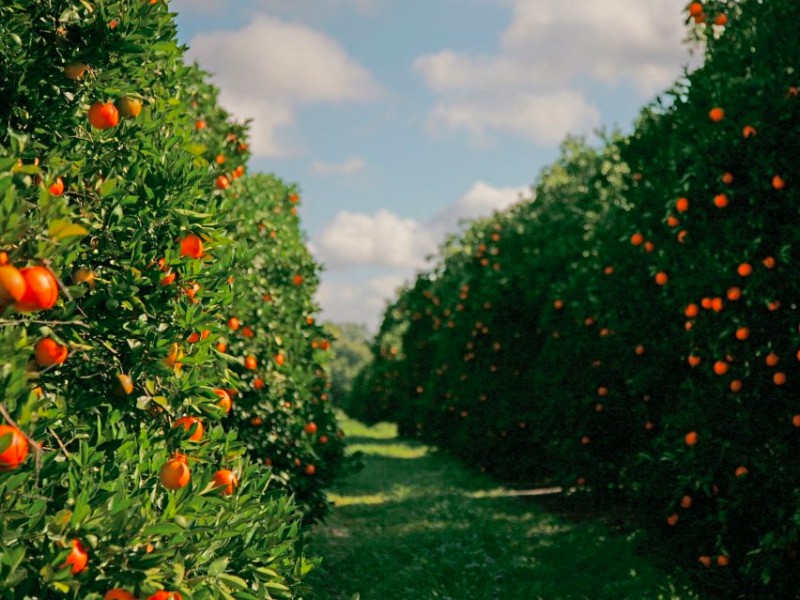 Florida's Natural Growers Grove House Visitor Center, Lake Wales