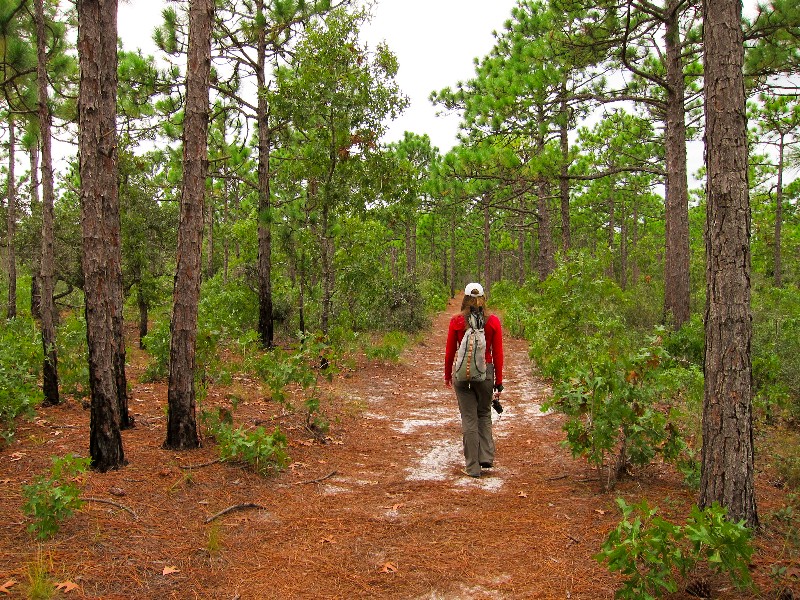 Carolina Beach State Park