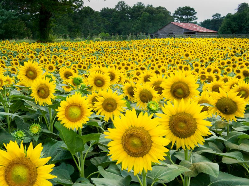 The Anderson's Sunflowers