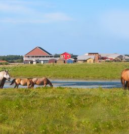 horses with colorful buildings in backdrop