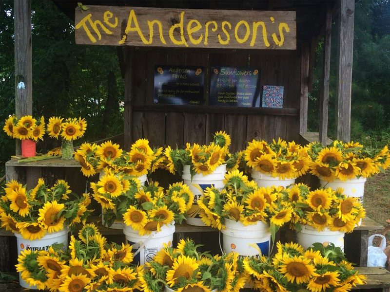 The Anderson's Sunflowers