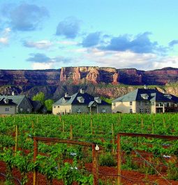 winery with green grape vines and mountains