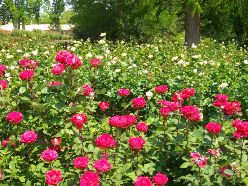 Tyler Rose Garden