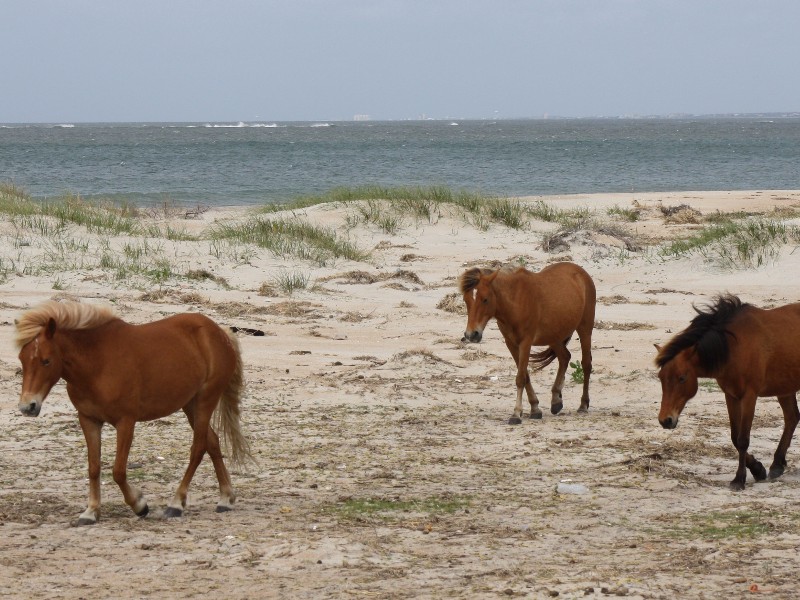 Shackleford Beach