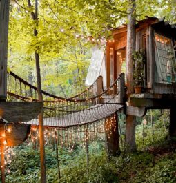 Bridge leading to treehouse