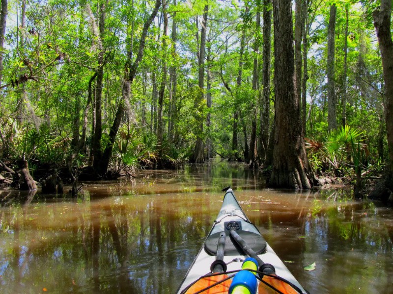 Altamaha River kayaking trip