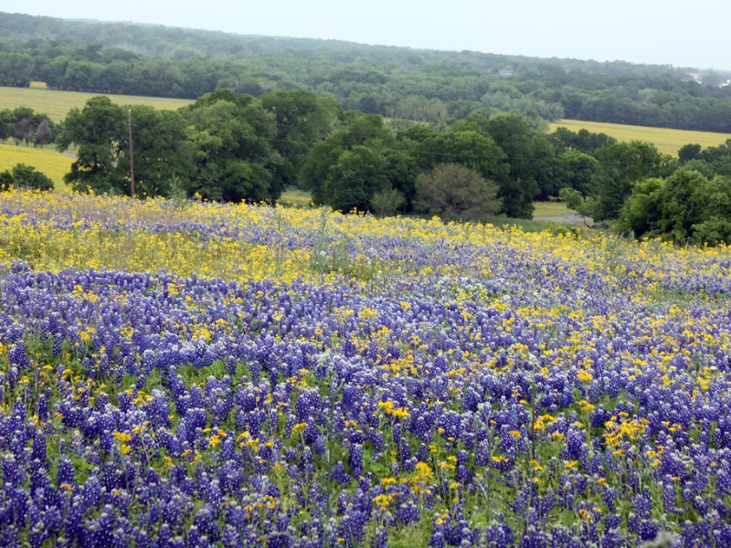 Bluebonnets in Chappell Hill