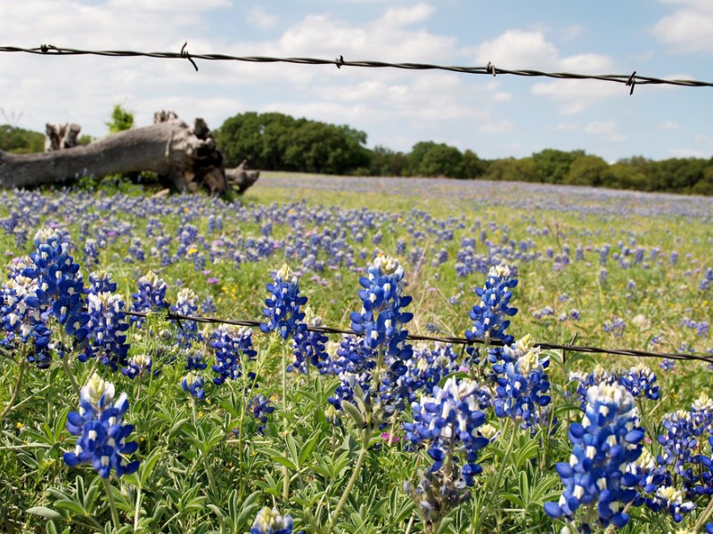 Bluebonnets in Texas