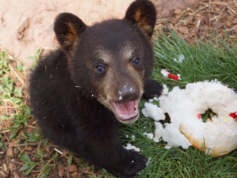 Bear cub at Bearizona