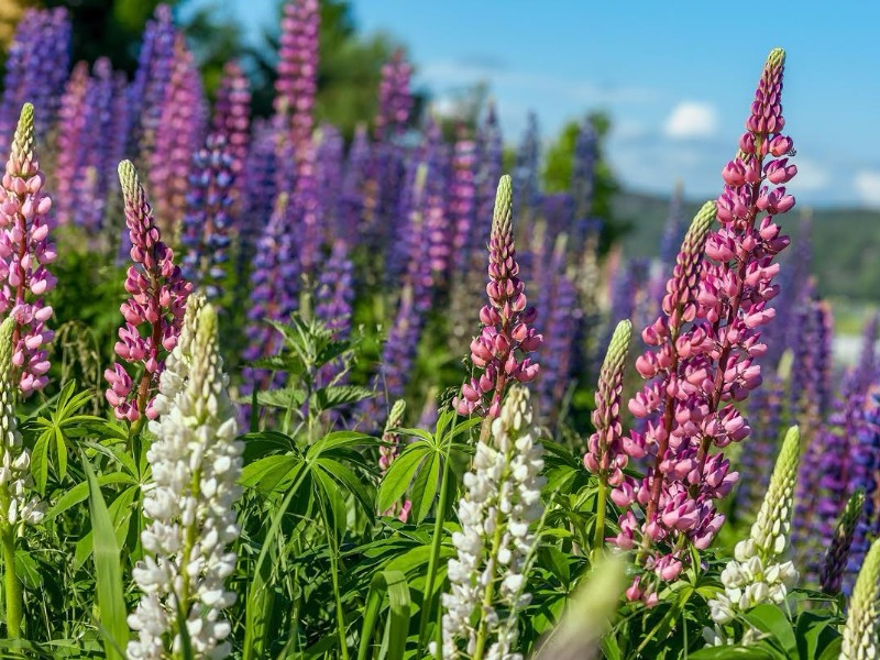 Wildflowers 