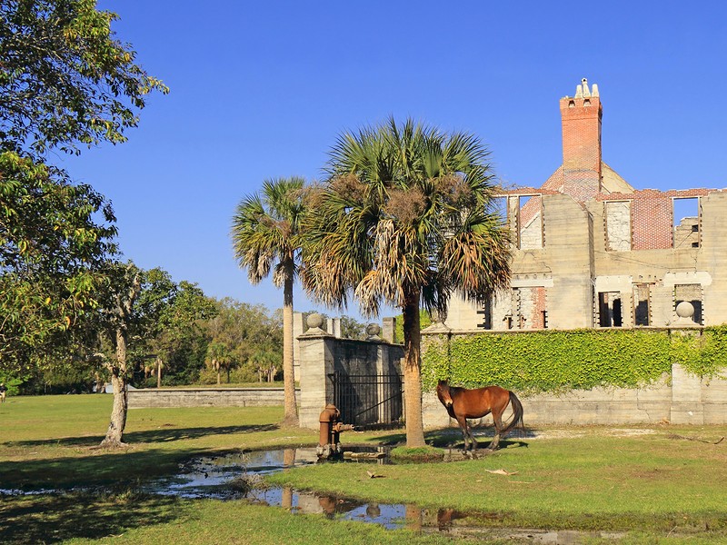 Wild Horse in front of Dungeness Ruins Historical Site - Cumberland Island National Seashore