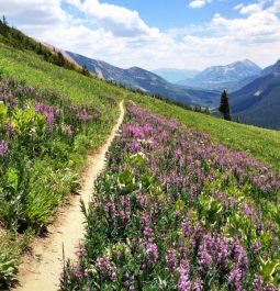 flowers along a trail in the Rockies