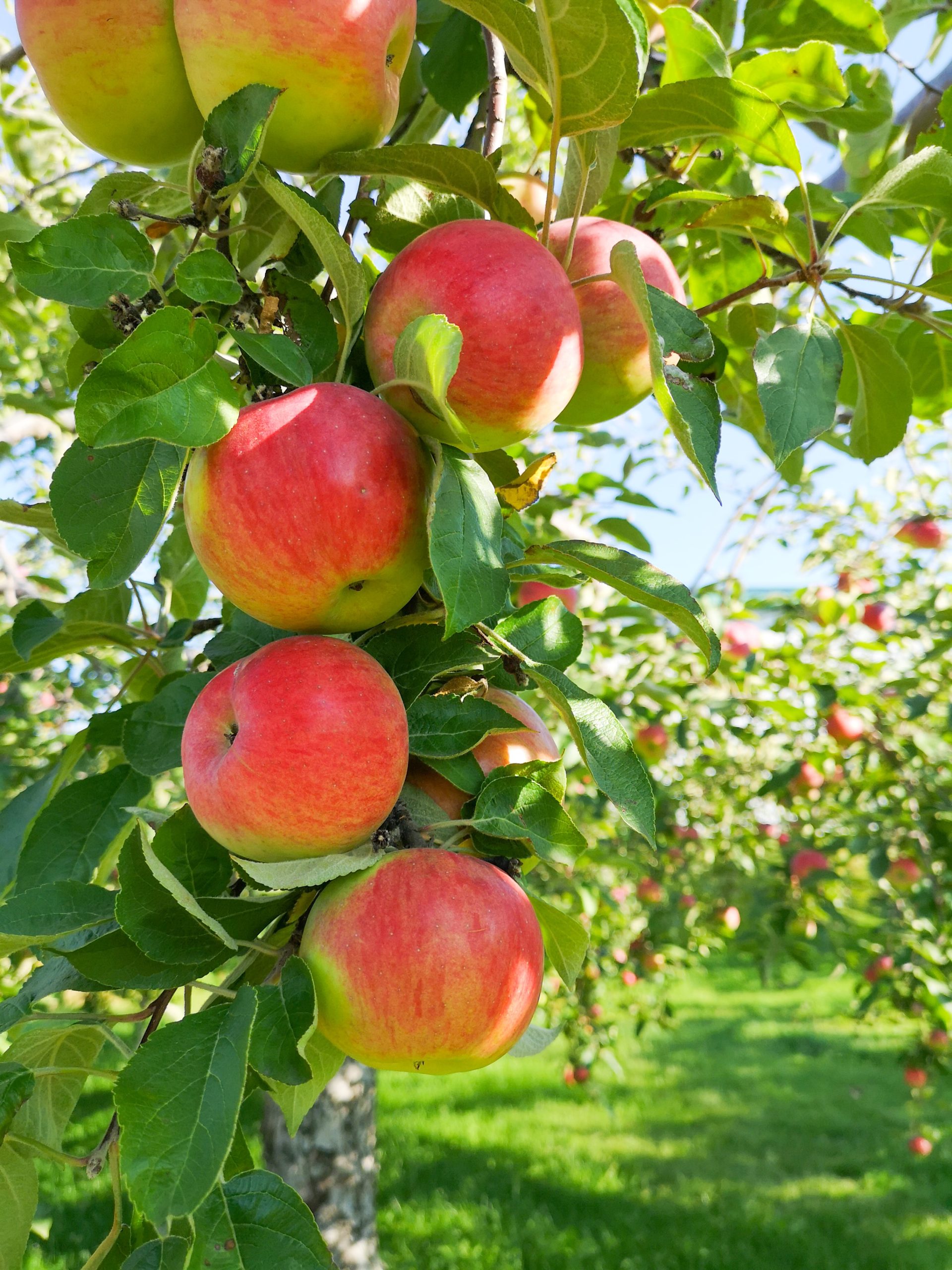 Bright, juice apples ripe for picking