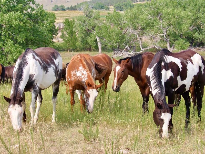 Black Hills Wild Horse Sanctuary