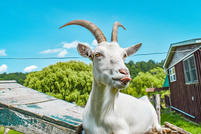 Catskill Animal Sanctuary