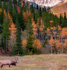 elk at rocky mountain national park