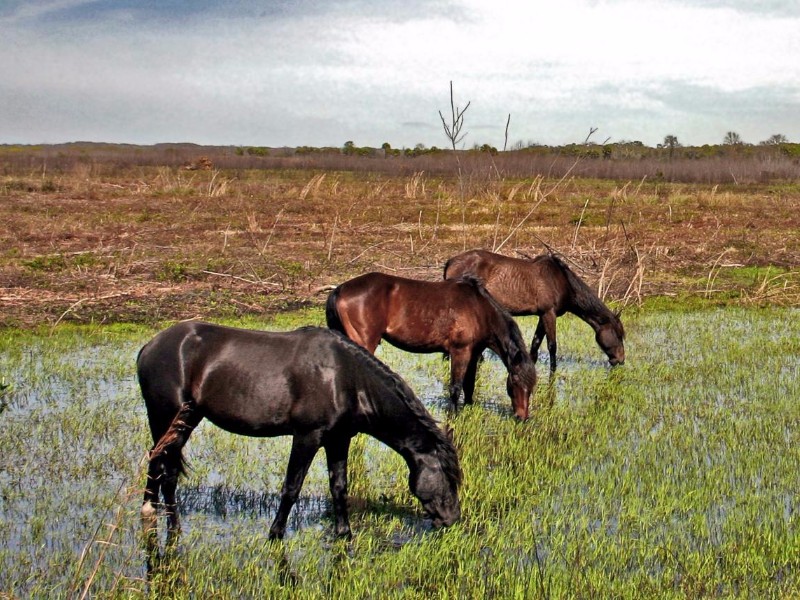 Paynes Prairie