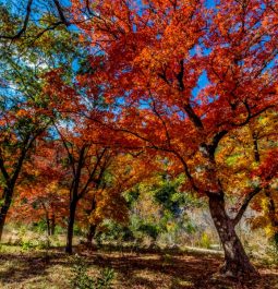 red leaves on tree at lost maples state park