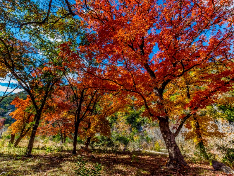 Lost Maples State Natural Area