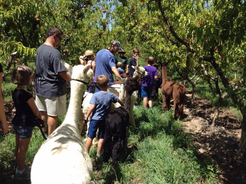 SunCrest Orchard Alpacas