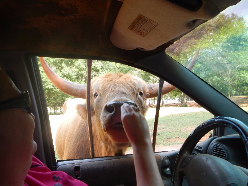 Take A Drive On The Wild Side At Wild Animal Safari In Georgia Trips To Discover