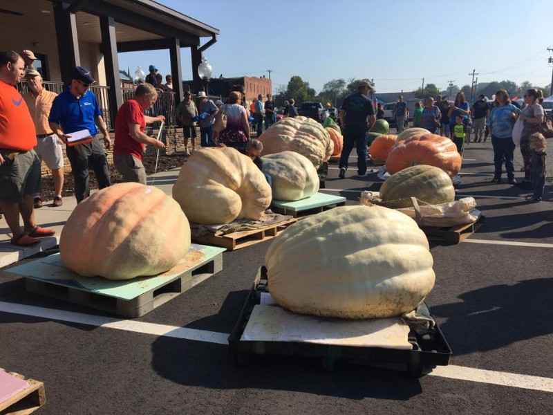 7 Best Fall Festivals to Visit in North Carolina (2021 Guide) Trips