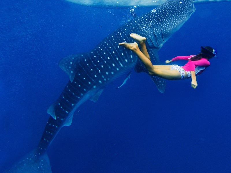 swimming with a whale shark