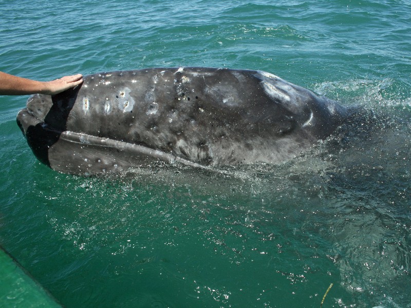 Petting a grey whale calf, Baja California Sur, Mexico