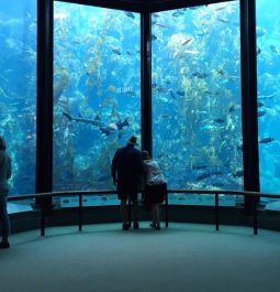 aquarium with floor to ceiling tanks with visitors watching sea life swim by