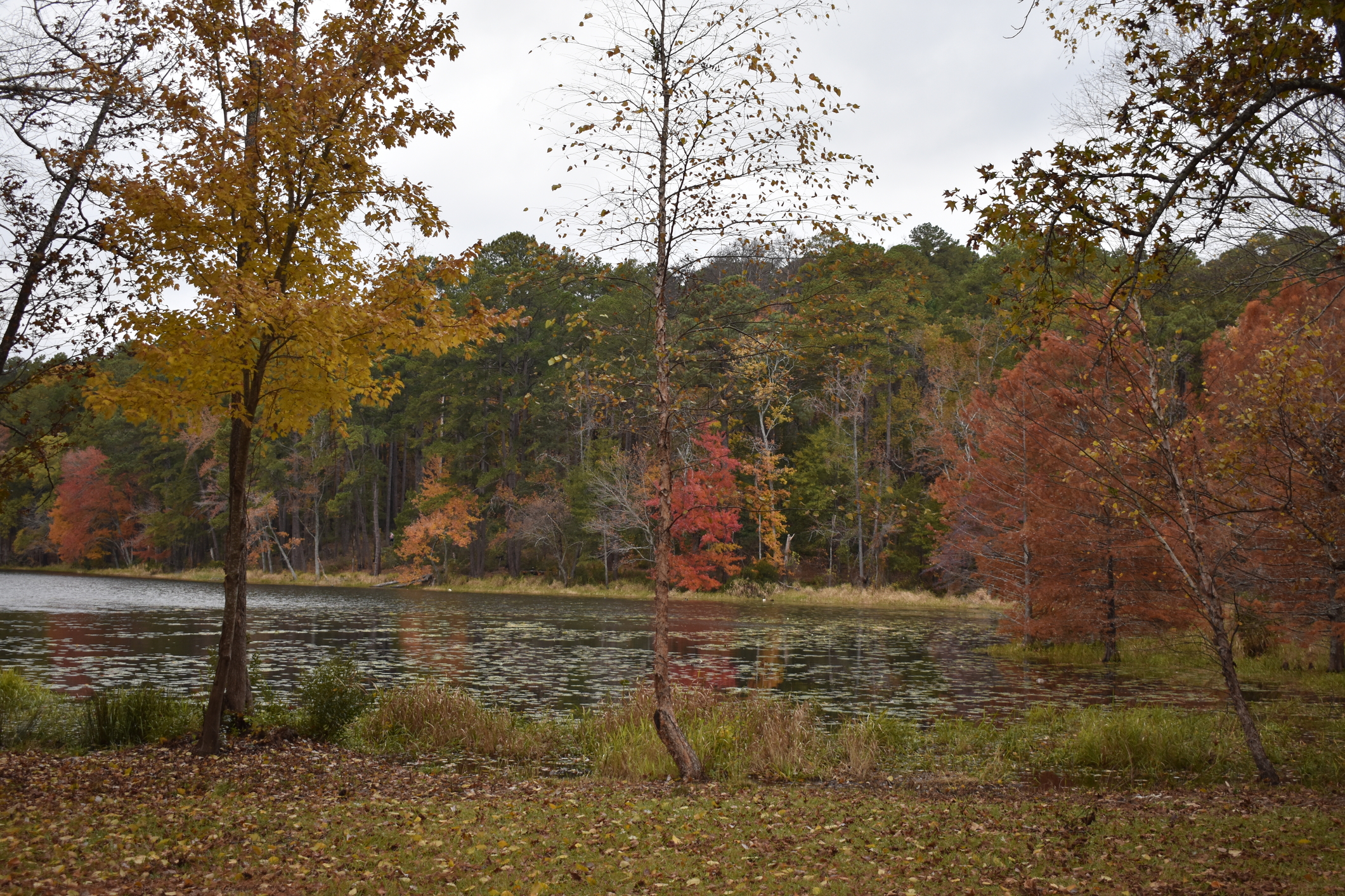 Daingerfield State Park