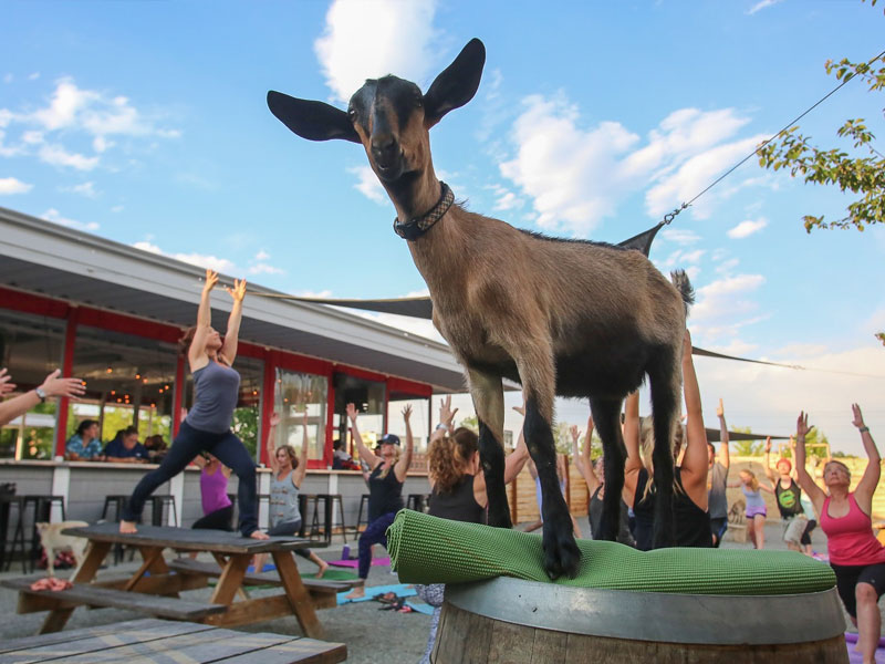 Goat Yoga