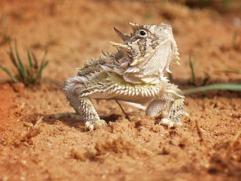 Texas horned lizard at Palo Duro Canyon State Park