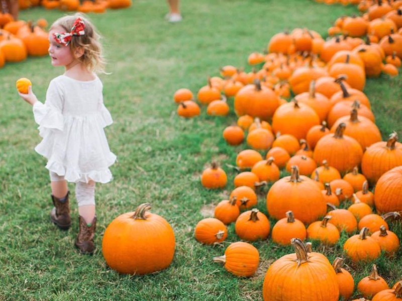 Pumpkin patch at Barton Hill Farms