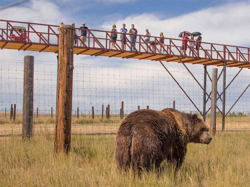 1.5 mile long elevated walkway at The Wild Animal Sanctuary