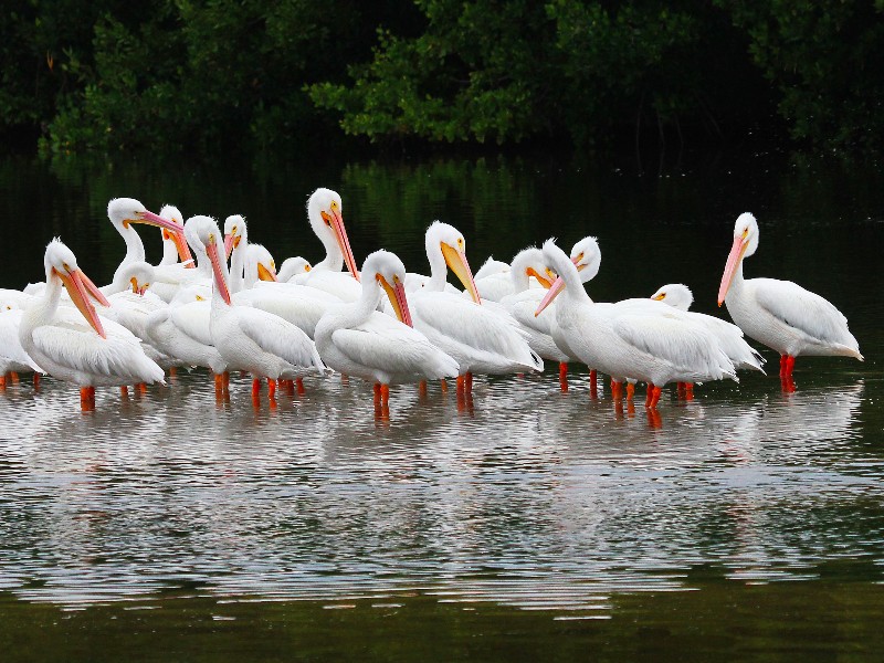 J.N. Ding Darling National Wildlife Refuge