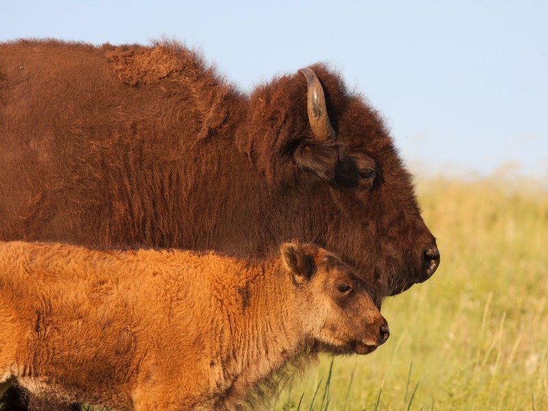 Buffalo in Custer State Park, South Dakota