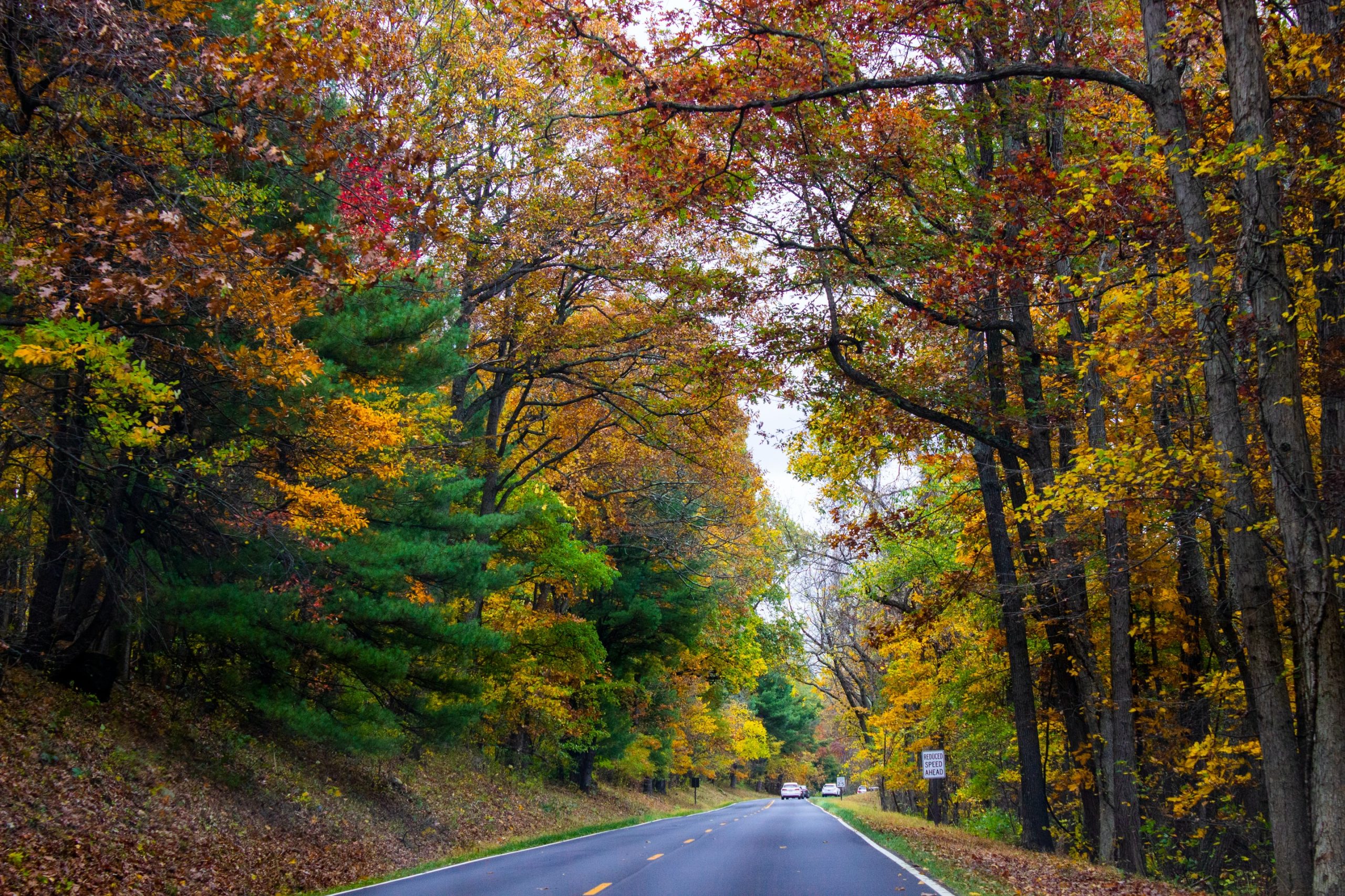 Fall Foliage in Shendoah National Park