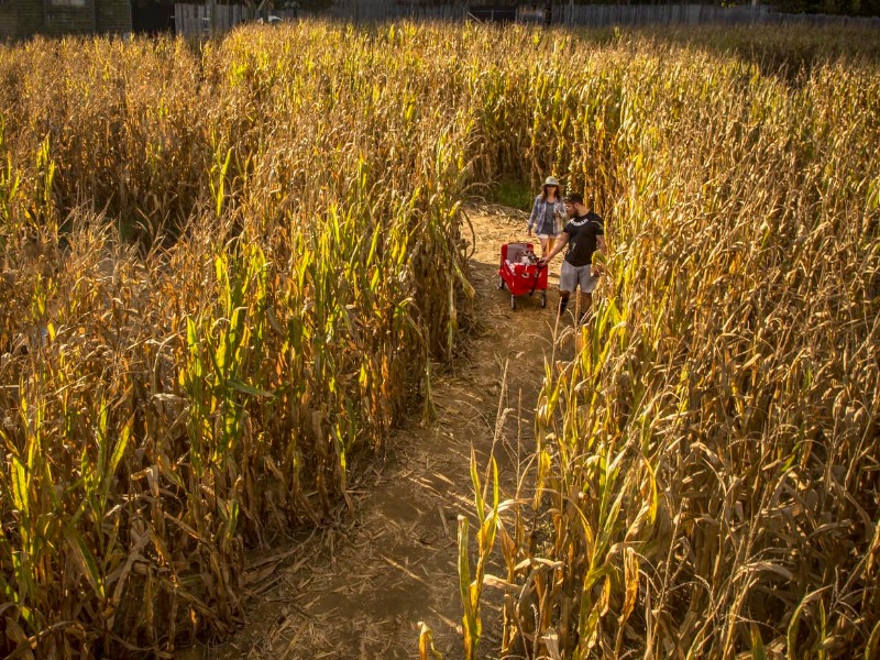 Kersey Valley Maize Adventure, Archdale